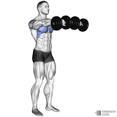 dumbbell front raise standards  men  women lb strength level