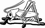 Coloring Insect Wecoloringpage Pages Grasshopper Coloringbay sketch template