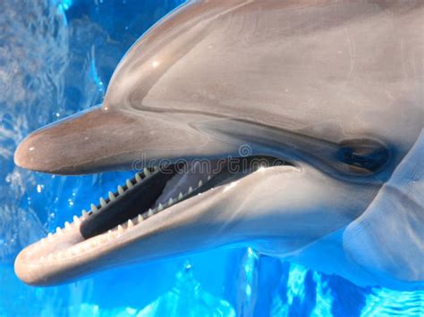 dolphins head picture stock photo royalty  stock photo image