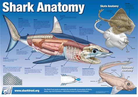 shark anatomy rsharks