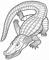 Coloring Crocodile Pages Color Sheet Popular sketch template