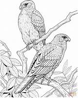 Coloring Pages Falcon Bird Realistic Printable Color Print Tree Canary Birds Animal Kids Gif Quality High Animals Colors Pdf Popular sketch template