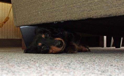 Hiding Under The Couch 3 By Jynx67 On Deviantart