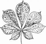 Chestnut Clipart Horse Leaf Tree Leaves Cliparts Library Coloring Clipground Drawing sketch template