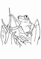 Frog Tree Red Coloring Eye Pages Getcolorings Tadpole Printable sketch template
