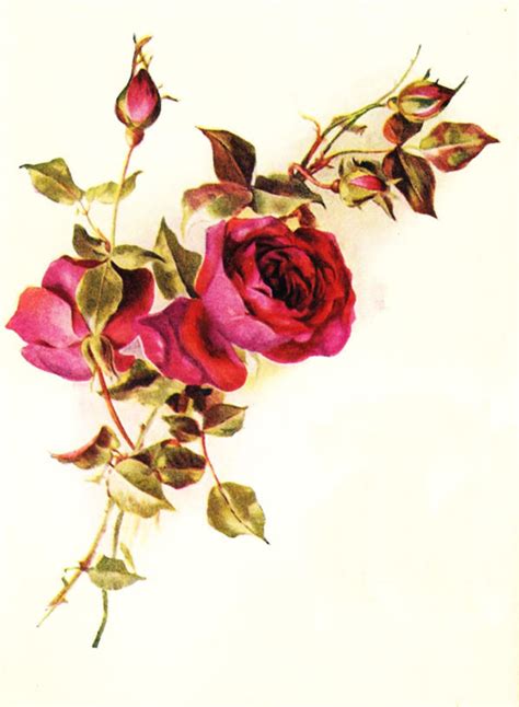 vintage roses red  jinifur  deviantart