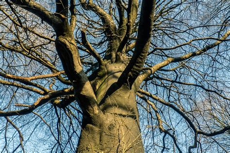 eschen bluete aussehen eigenschaften und mehr