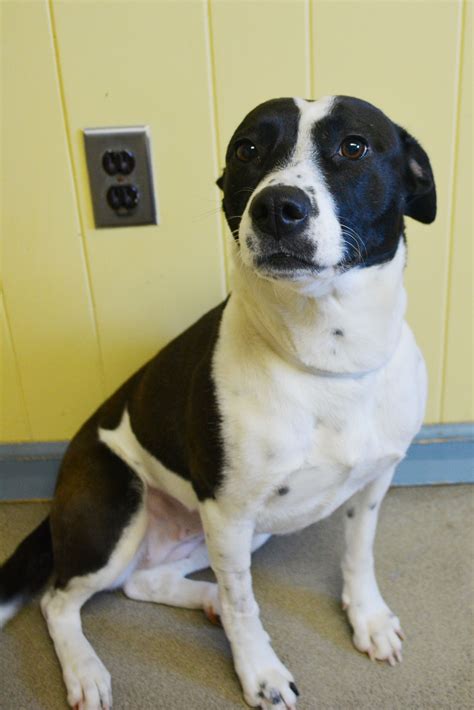 available for adoption krista is a pretty pointer mix who is