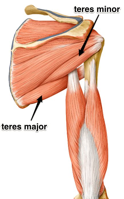 Muscle Monday Teres Minor And Major Salus Massage Therapy