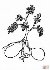 Potato Plant Coloring Pages Drawing Printable Potatoes Plants Color Supercoloring Template Bug Tomato Sheets Vegetables sketch template