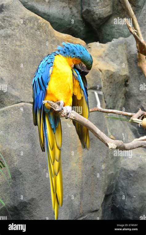 parrot malaysia  res stock photography  images alamy