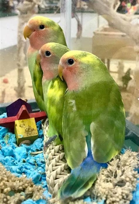 Peach Face Lovebird 133513 For Sale In Chester Nj