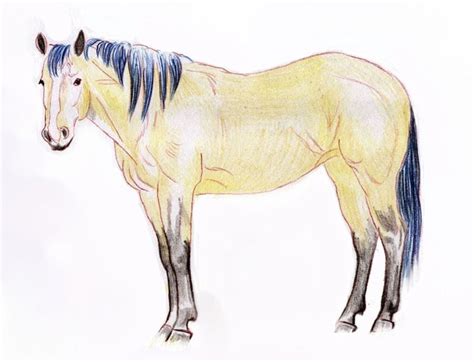 drawing lesson  realistic horse  colored pencil