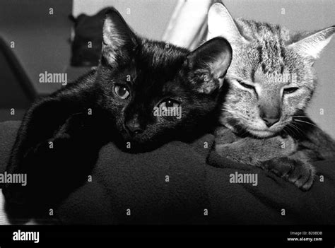 Gatos Dos Gatos Gato Atigrado Gato Blanco Y Negro Imágenes De Stock En
