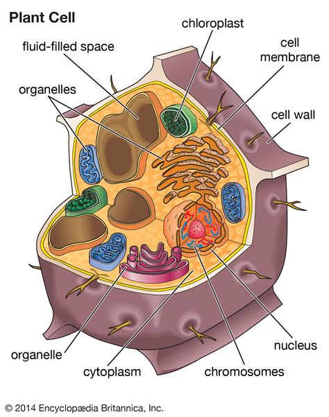 cell kids britannica kids homework