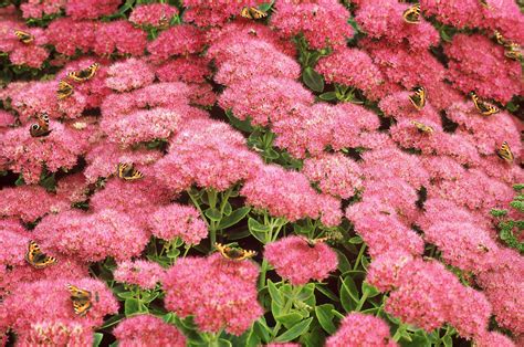perennial flowers  bloom  summer drought resistant plants