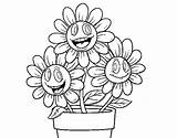 Pot Flower Coloring Colorear Sunflower Coloringcrew Flores Para Maceta Dibujo Flowers sketch template