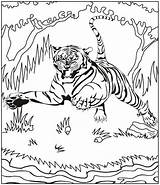 Tiger Coloring Jumping Roaring Pages Kids Beautiful sketch template