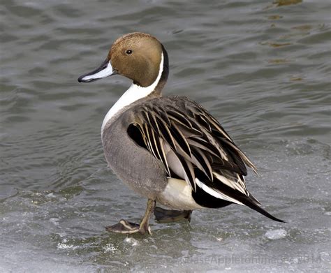 la casa de las flores diego es pato