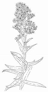 Solidago Goldenrod Drawing Sempervirens Flower Toadshade Seaside Paintingvalley Wildflower Farm sketch template