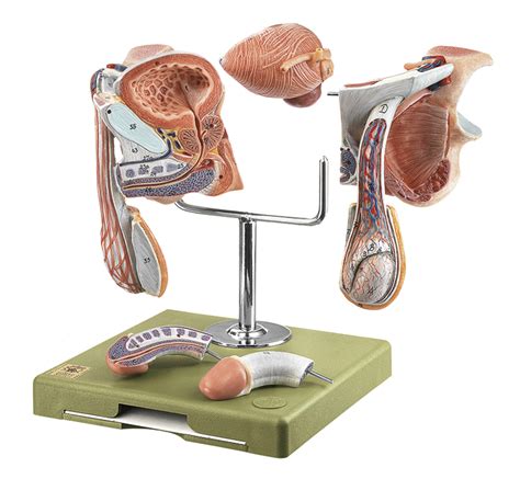 Male Genital Organs Ms 3 · Anatomy Models Somso®