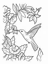 Hummingbird Flower Drawing Coloring Hummingbirds Book Getdrawings sketch template