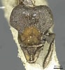 Afbeeldingsresultaten voor "neoglyphea Inopinata". Grootte: 93 x 100. Bron: www.antwiki.org