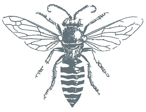 realistic bee coloring pages tedy printable activities