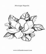 Magnolia Magnolias Disegni Flowers Bronwyn sketch template