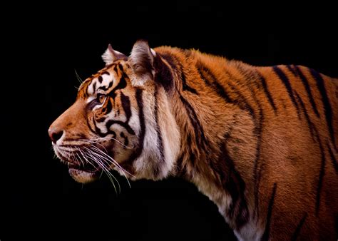 a comprehensive timeline of tiger extinctions