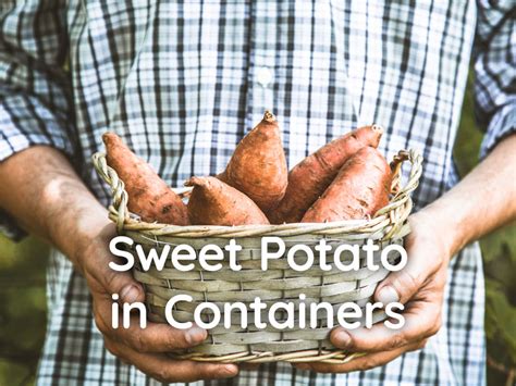 grow sweet potato  containers plant index