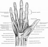 Muscle Anatomia Dito Bone Tendon Palma Dita Dedos Scatto Tendons Reference sketch template