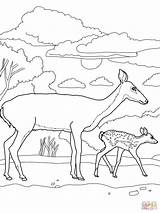 Coloring Pages Tailed Deers Choose Board sketch template