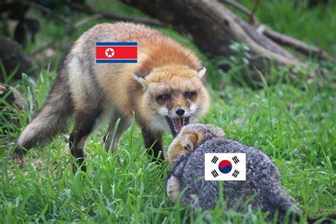 north korean fox  south korean fox image democratic fox lovers