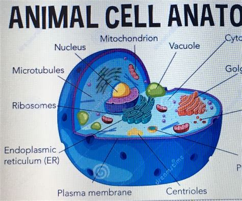 styrofoam labeled animal cell model ltbl