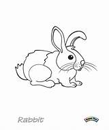 Coloring Critter Unclebills sketch template