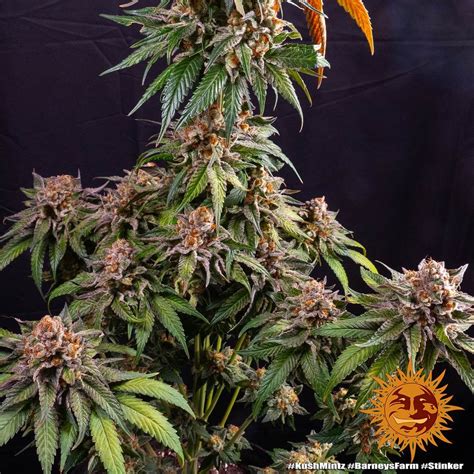 kush mintz weed strain seeds barneys farm