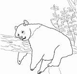 Panda Coloring Pages Giant Red Pandas Baby Printable Cute Gambar Sketsa Hewan Sleepy Clipart Family Popular Coloringhome sketch template