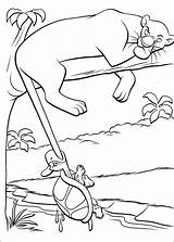 Selva Libro Mewarnai Dschungelbuch Giungla Bagheera Dschungel Colorear Ausmalen Junggle Desenho Tortoise Spass Websincloud Ausmalbild Zeichnungen Wonder Attivita Xcolorings Mowgli sketch template