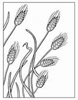 Coloring Wheat Pages Field Printable Getcolorings Color Print Getdrawings Drawing sketch template