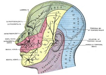human head wikipedia