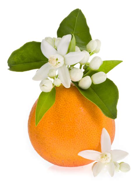 scentree orange blossom absolute cas