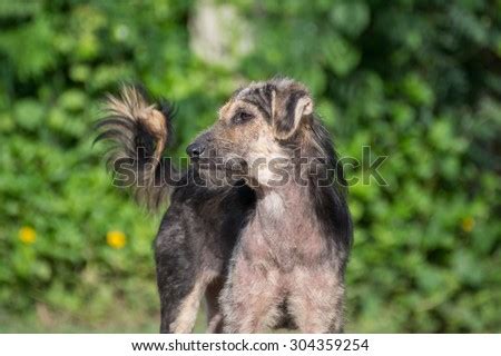 mangy stock images royalty  images vectors shutterstock