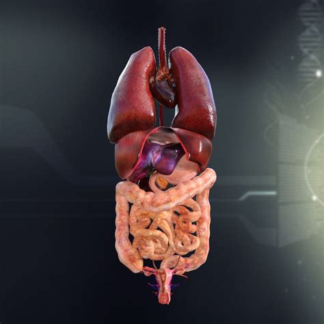 3dsmax human female internal organs
