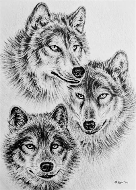 Wildlife Collection Wolves Drawing By Andrew Read