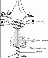 Anatomy Nose Morphology Coloring Human Terminology Template Malformation Nih Gov Figure sketch template