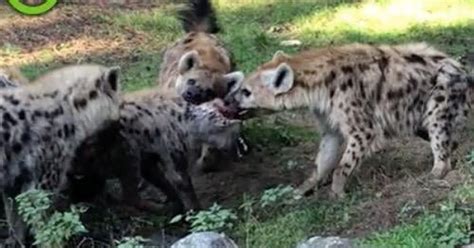 hyena zwaargewond na aanval door soortgenoten beekse bergen binnenland telegraafnl