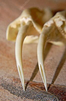 rattlesnake fangs stock image  science photo library