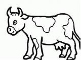 Vache Gratuit Vaches Coloring Troupeau Cow Coloriages Vaca Angus Complexion Clipartbest Cows Catégorie Archivioclerici sketch template