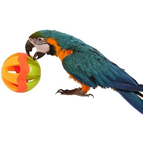 jingle ball parrot play toy large